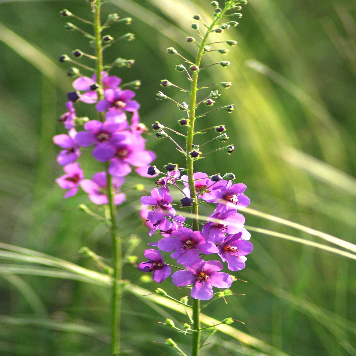 Verbascum phoeniceum Hybrid Seeds
