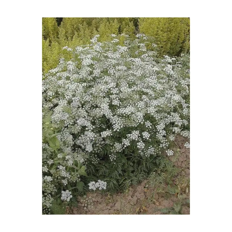 Wild Flower Greater BurnetSaxifage Pimpinella saxifrage Seeds