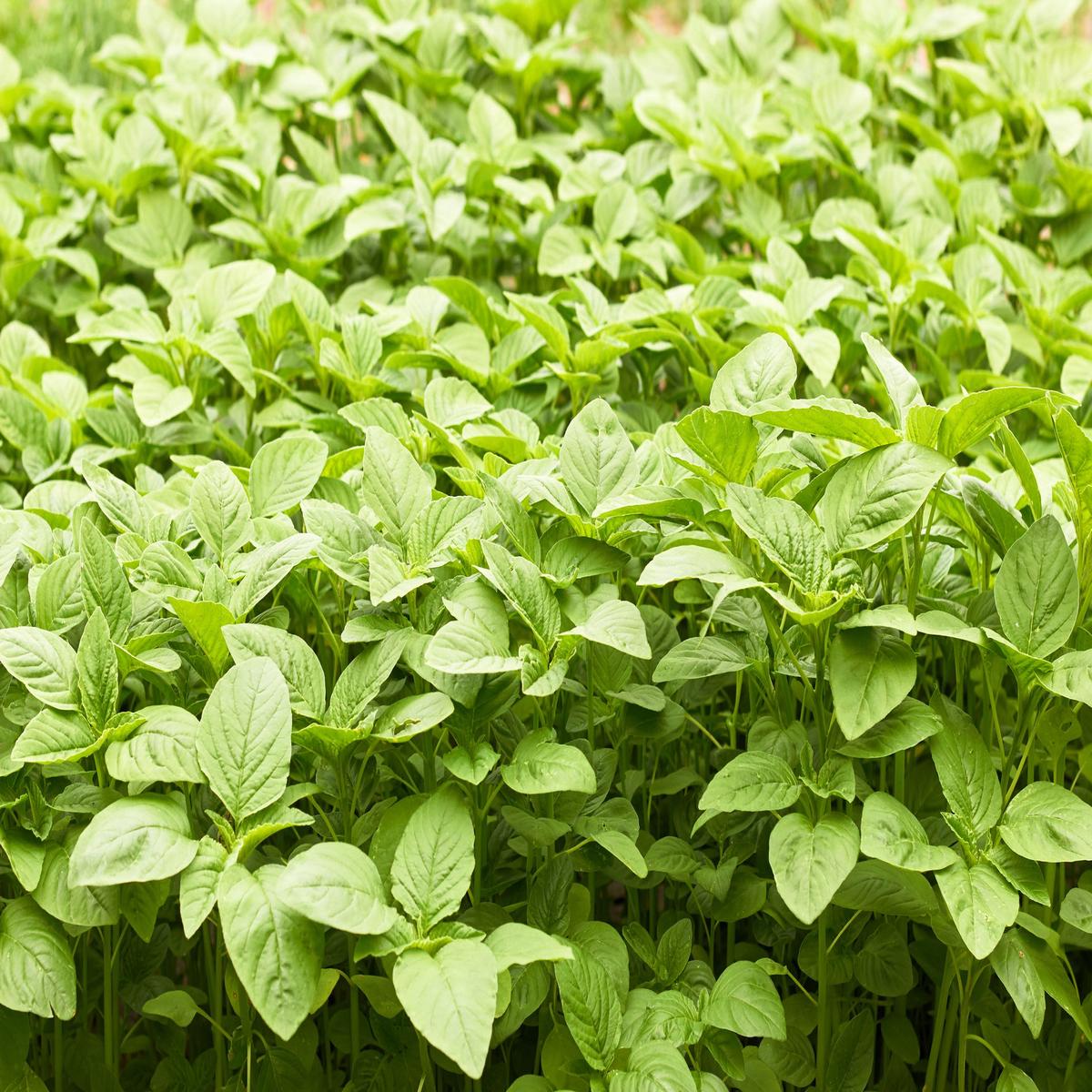 Amaranth Green Giant Seeds  Leafy Vegetable Variety