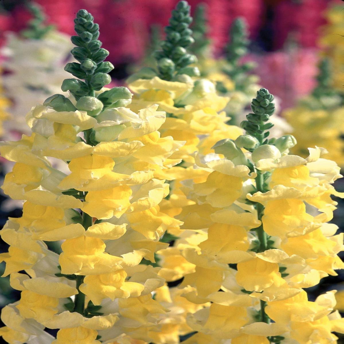 Antirrhinum Liberty Classic Yellow Seeds
