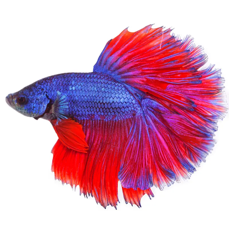 Betta Fish Workshop - Frankfort 1:00 PM