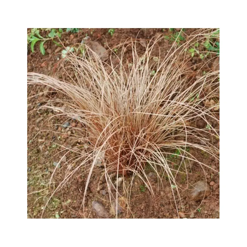 Carex flagellifera Seeds