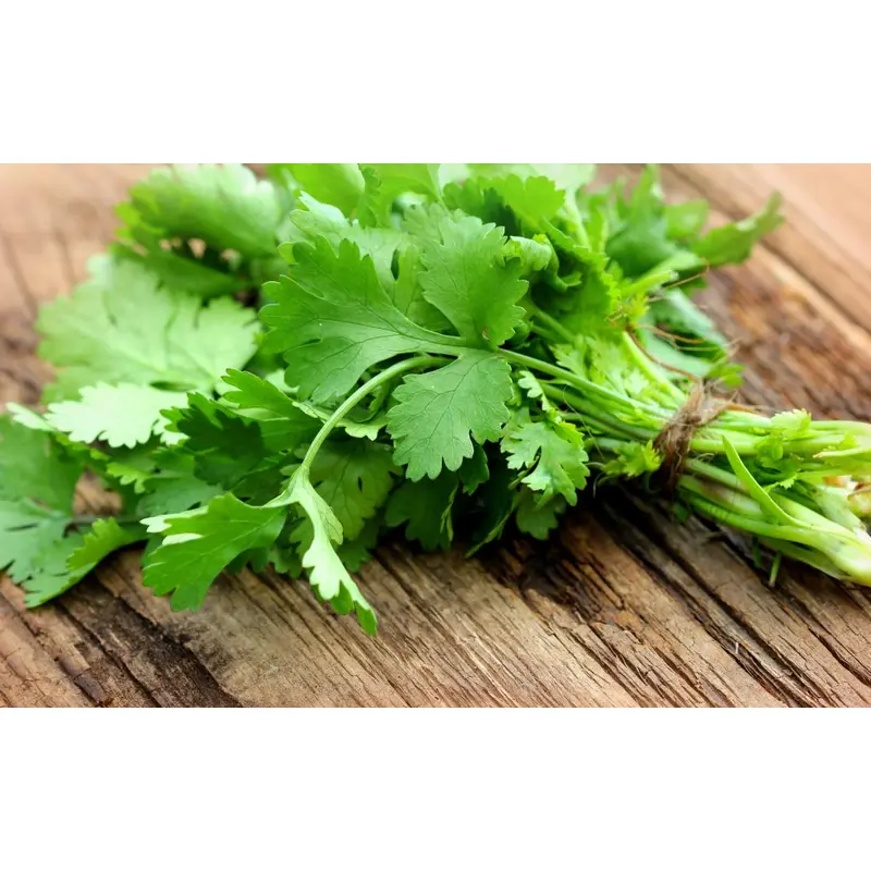 Cilantro/Coriander - 4" Herbs - Chef Jeff's