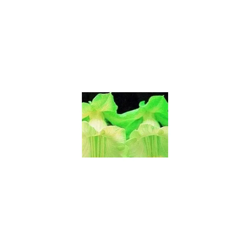 Cobaea scandens White Seeds - Reduced due to short life