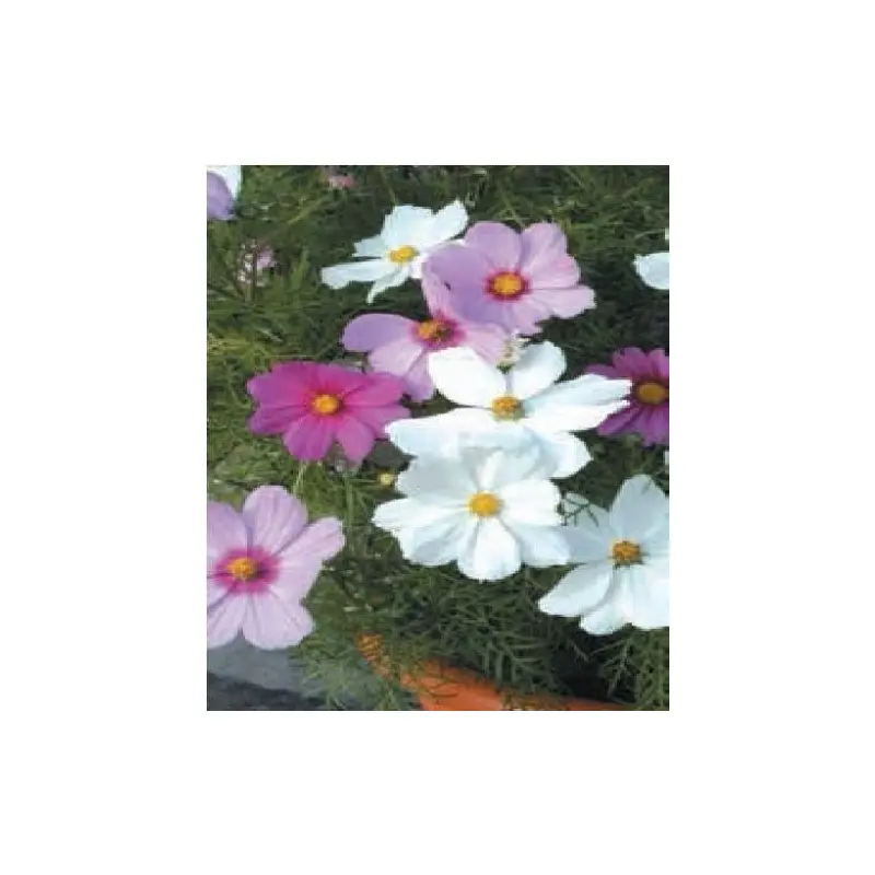 Cosmos Sonata Mixed Seeds