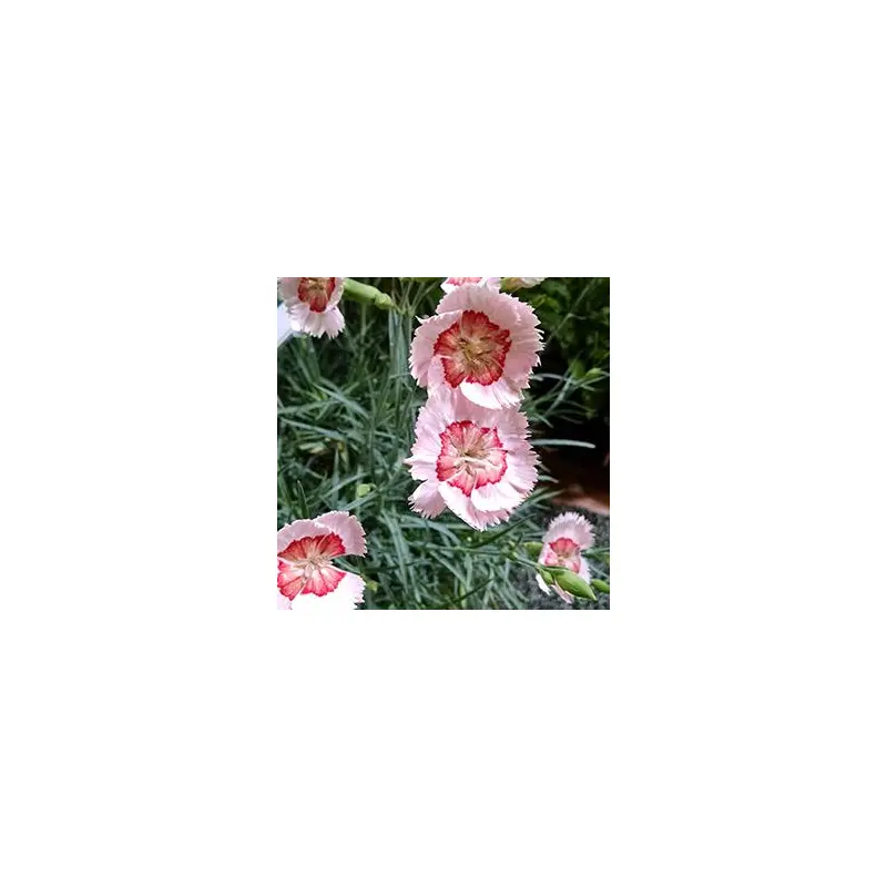 Dianthus, Blumbleberry Pie Live Starter Perennial Plant, Quart-Size Pot