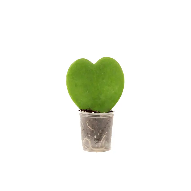 Hoya Heart, Live Plant 2.5" Pot