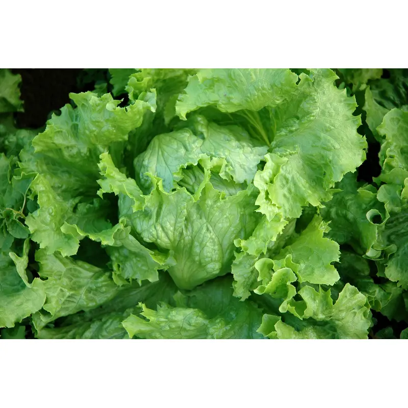 Kings Seeds Lettuce Webbs Wonderful 1400 Seeds