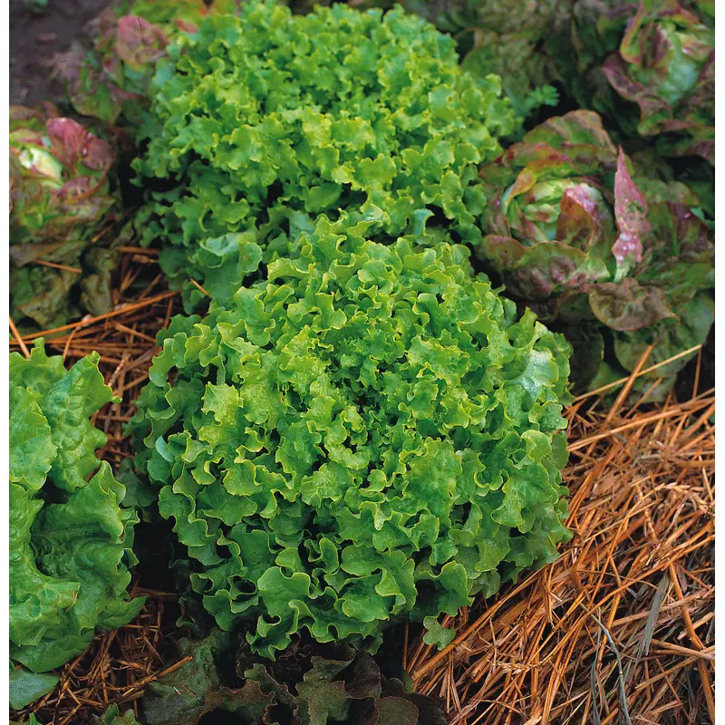 Lettuce Green Salad Bowl Seeds