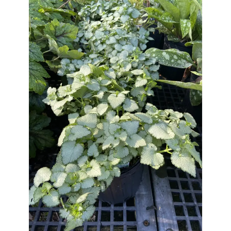 Lysimachia Aurea - 4" Accents