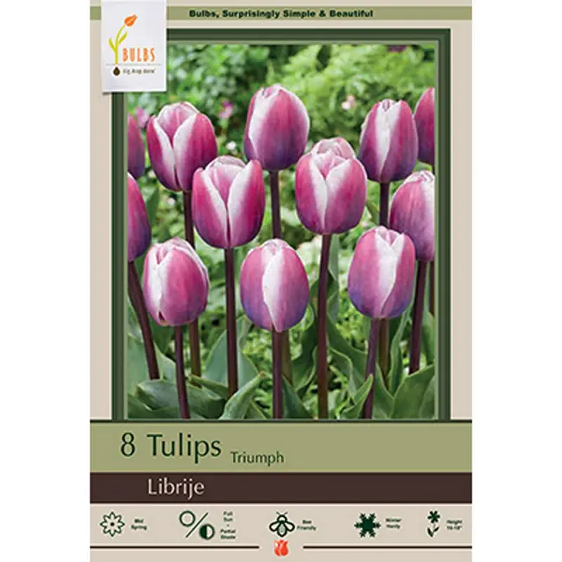 Netherland Bulb, Tulip, Librije