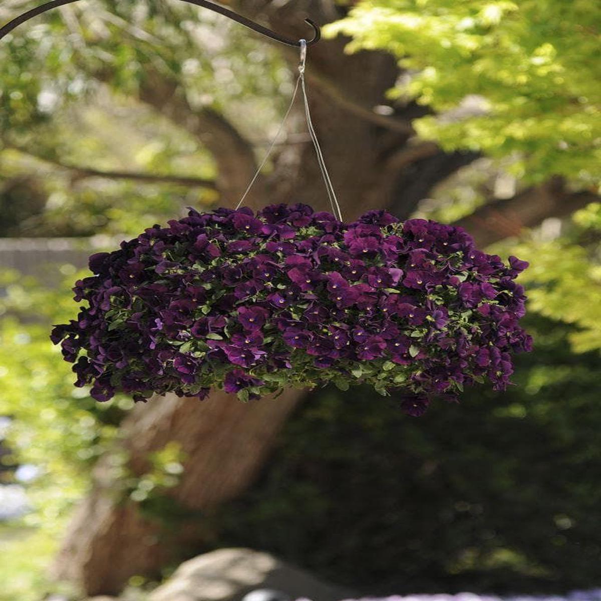 Pansy Cool Wave Purple F1 Hybrid Seeds
