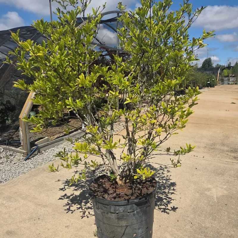 Royal Star Magnolia Tree, 25 Gal.