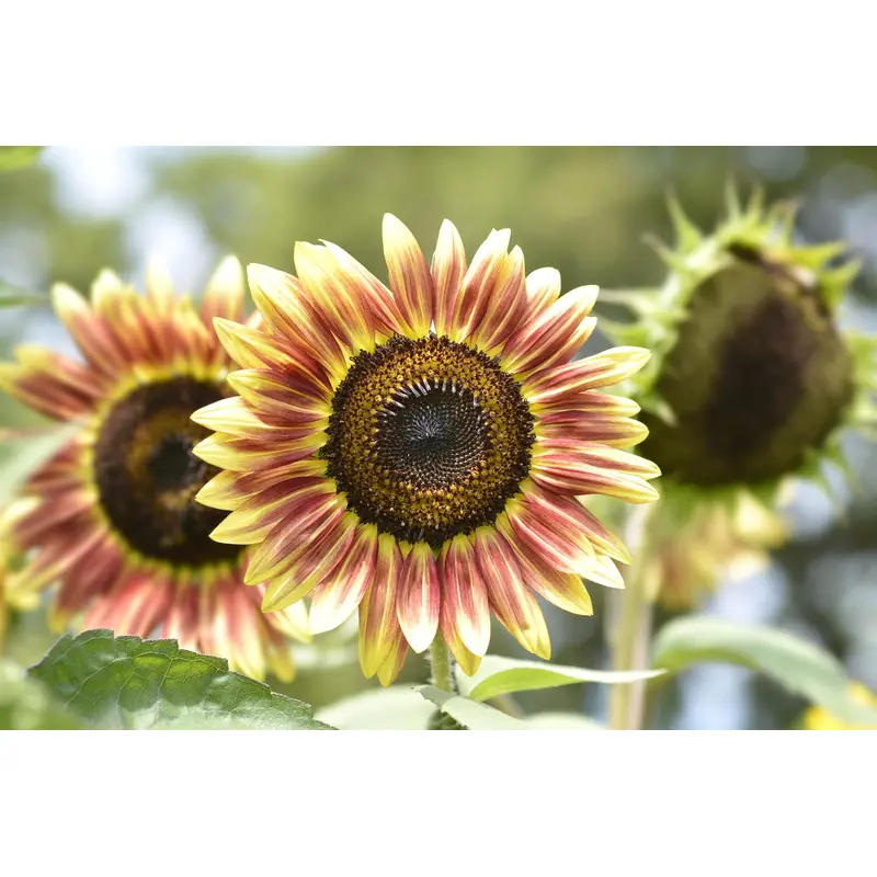 Sunflower Cherry Rose Seeds