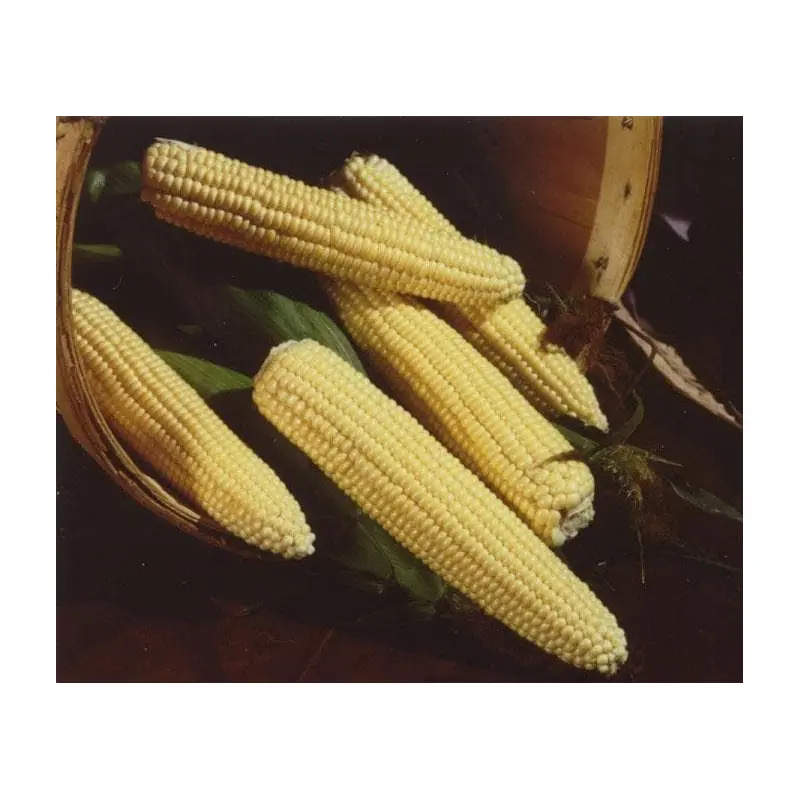 Sweet Corn Northern Extra Sweet Seeds