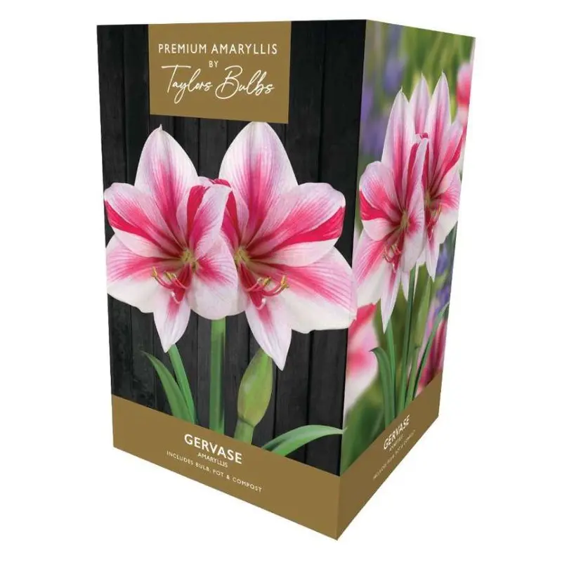 Taylors Amaryllis Bulb Gift Pack Gervase - Pink and White