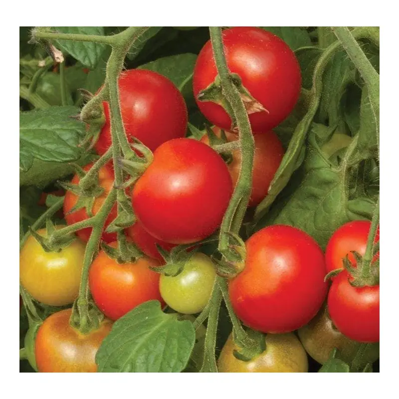 Tomato Cherry Falls Seeds