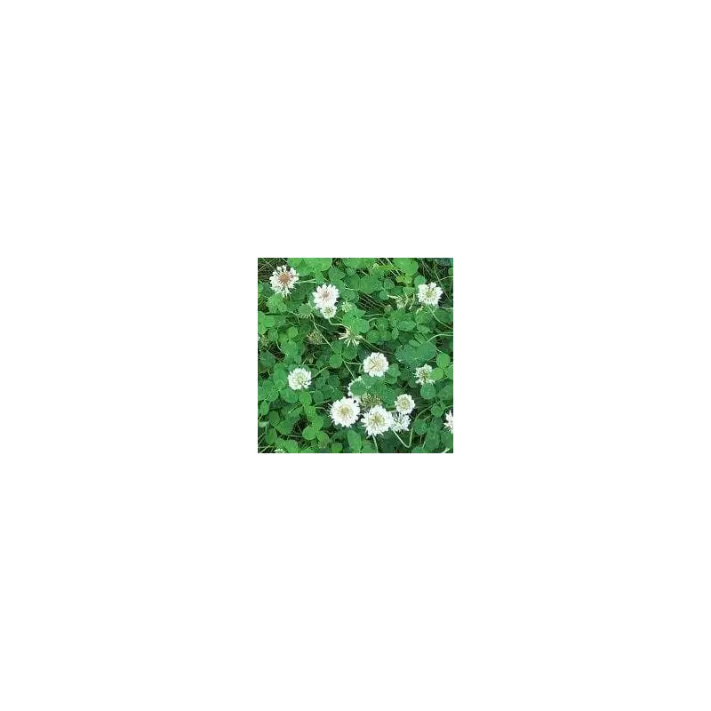 Wild Flower Wild White Clover Trifolium repens Seeds