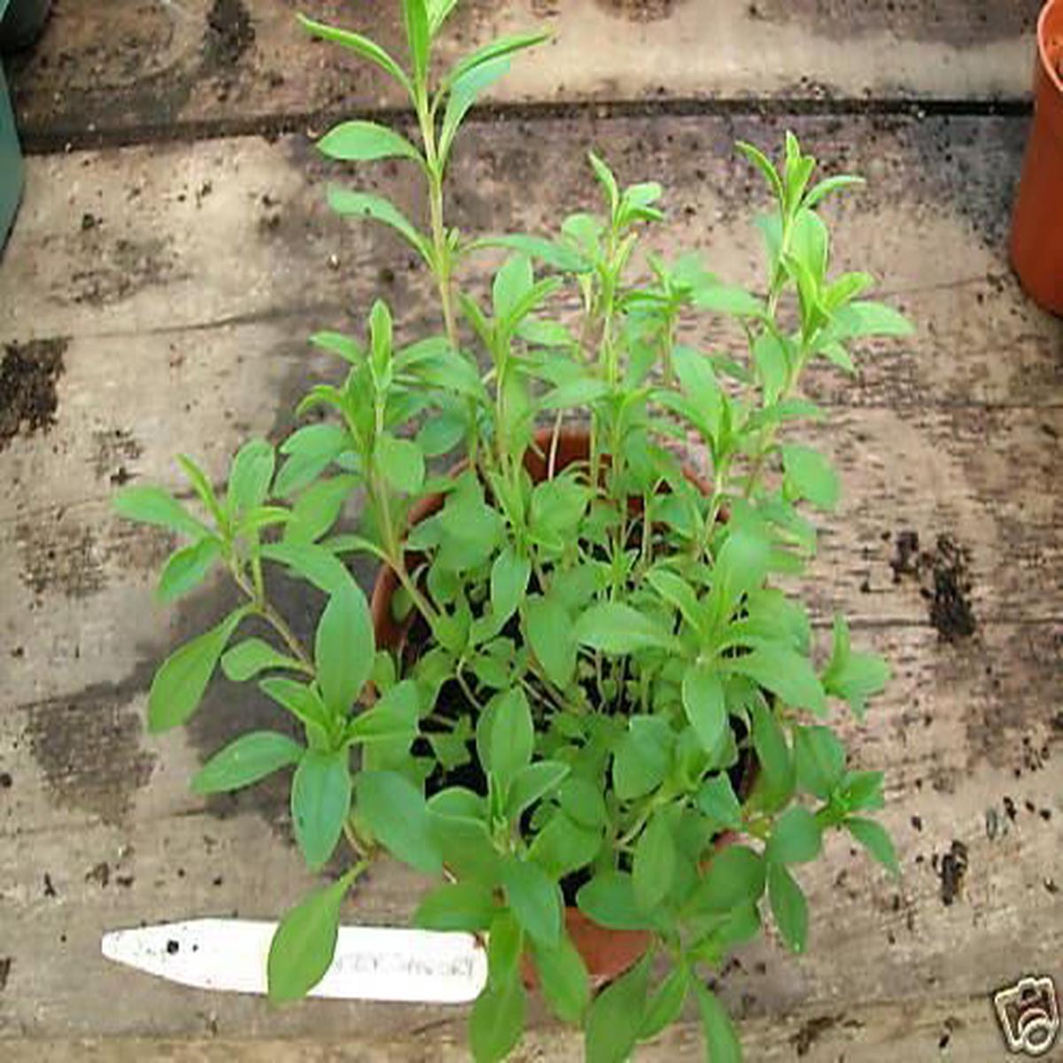 Winter Savory Seeds