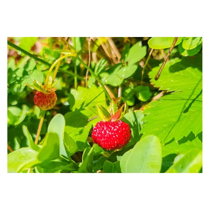 Alpine Strawberry Mignonette Seeds