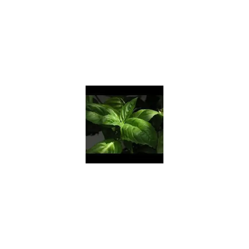 Basil Horapha Rue Que Seeds