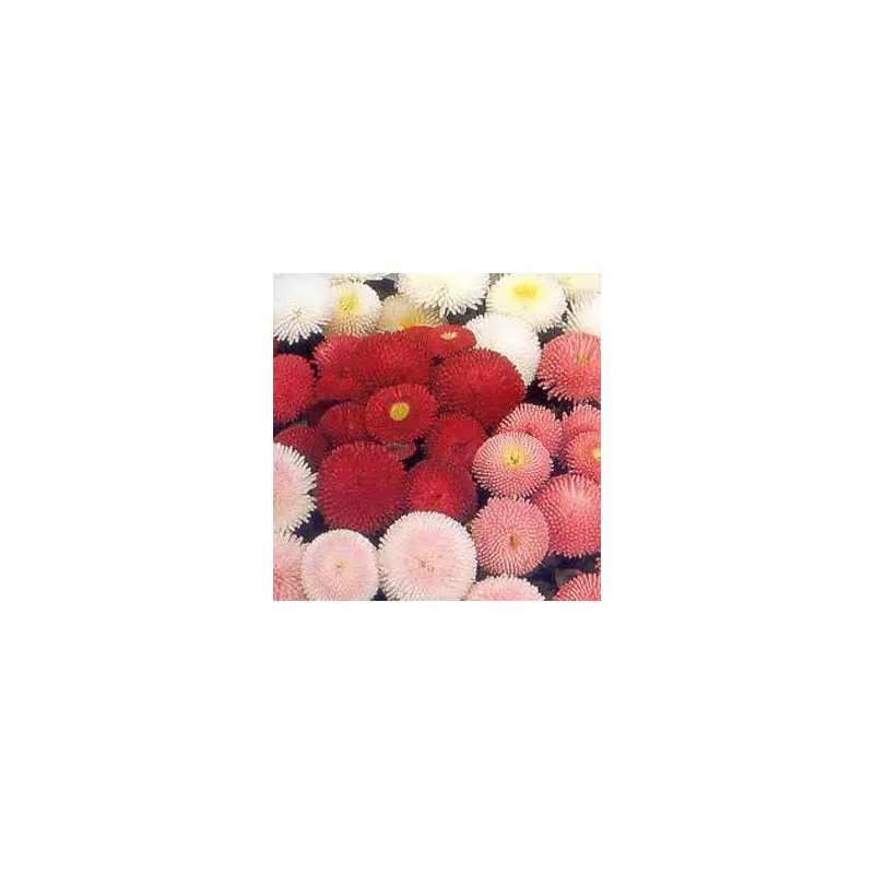 Bellis Perennis, Pomponette Mix Live Starter Perennial Plant, Quart-Size Pot