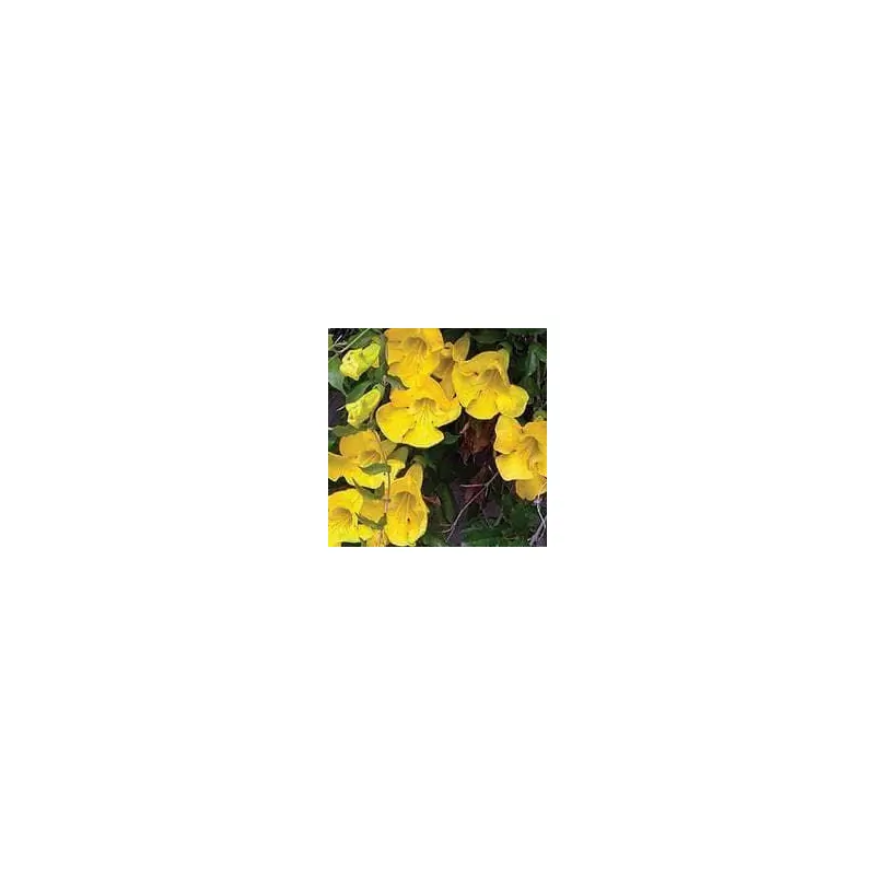 Bignonia unguis-cati Seeds