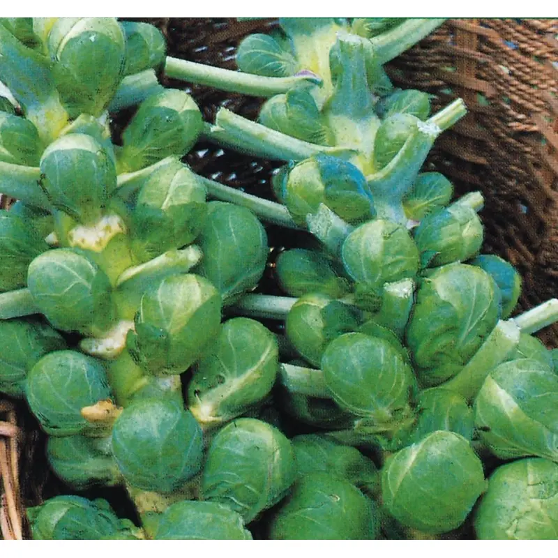 Brussels Sprout Bedford Darkmar 21 Seeds