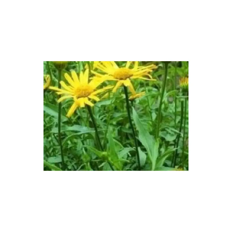 Buphthalmum Sunwheel Seeds