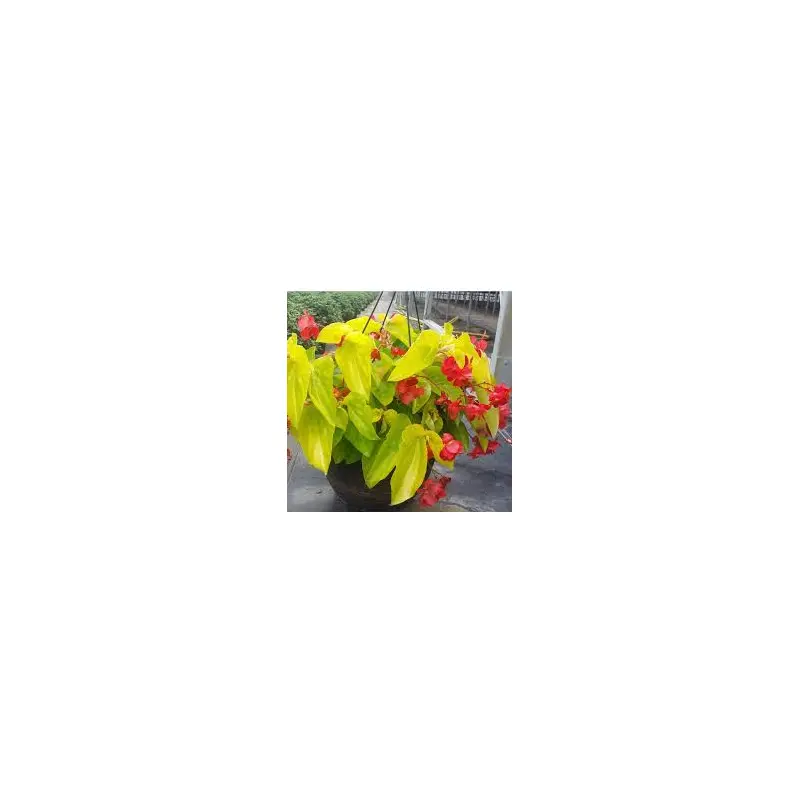 Canary Yellow Begonia - 5" Fancy