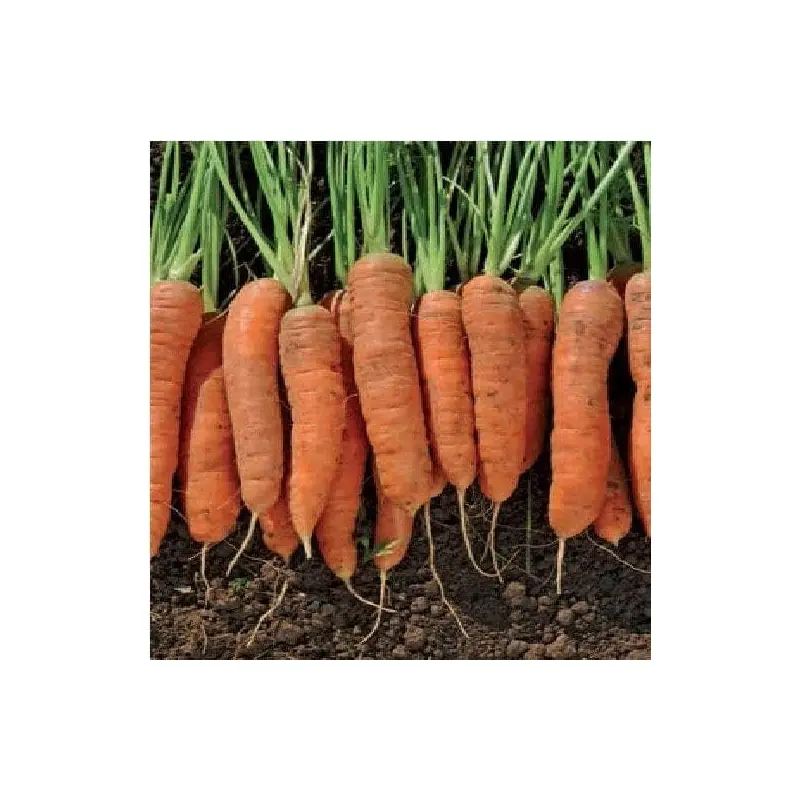 Carrot Resistafly F1 Hybrid Seeds