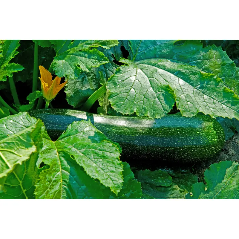 Courgette Nero di Milano Seeds