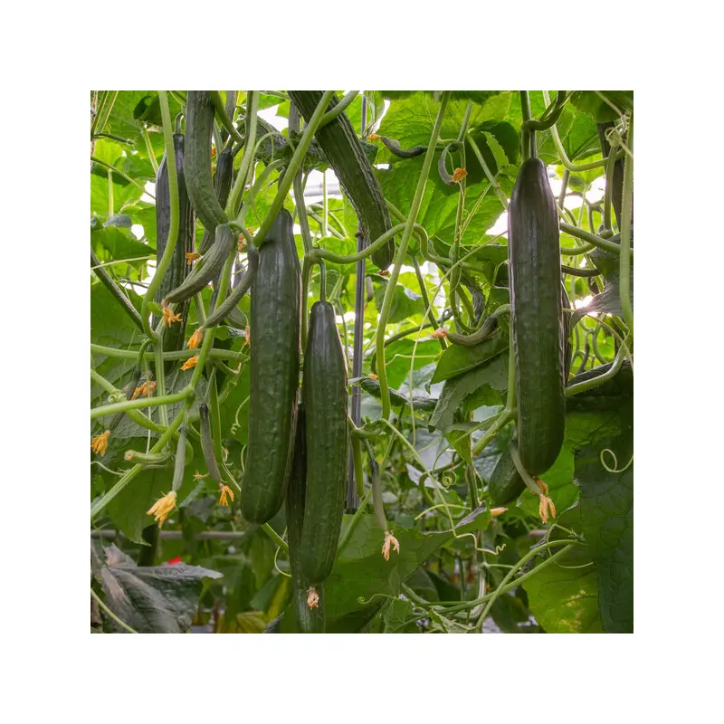 Cucumber Skyteam RZ F1 (24-HW329) Seeds