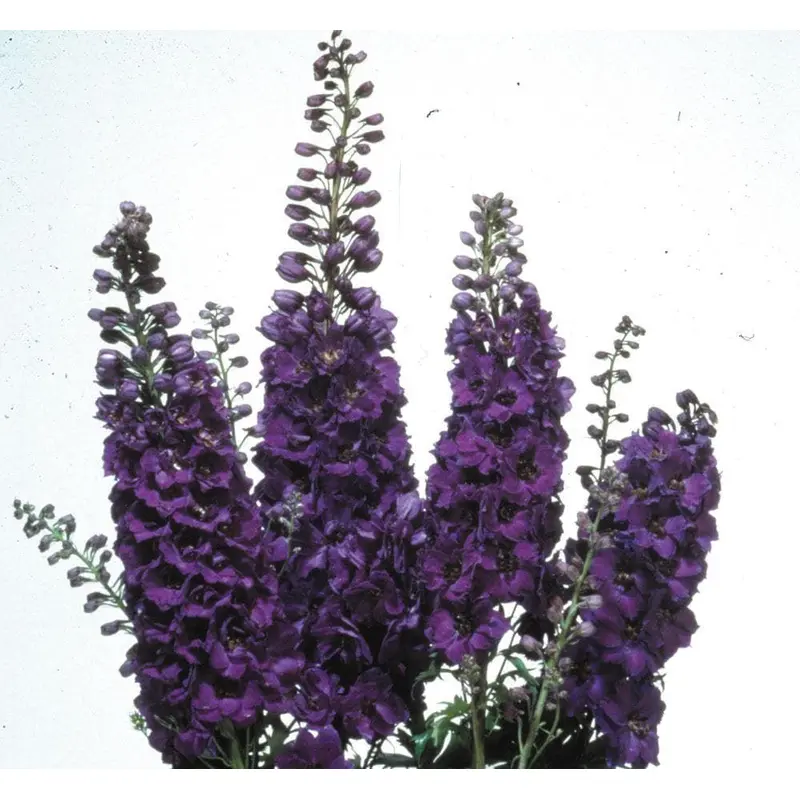 Delphinium Magic Fountains Dark Blue Dark Bee Seeds