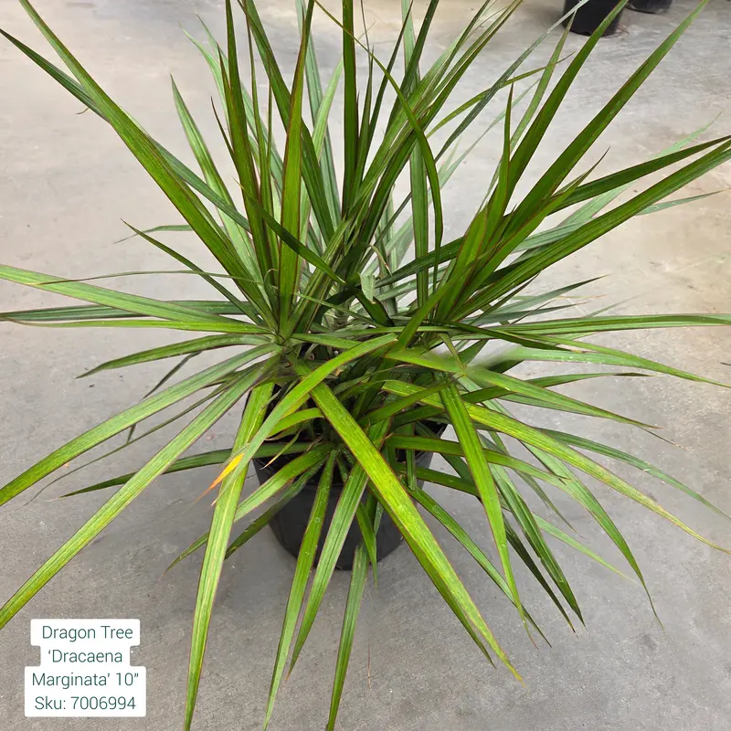 Dragon Tree Dracaena Marginata 10in Pot