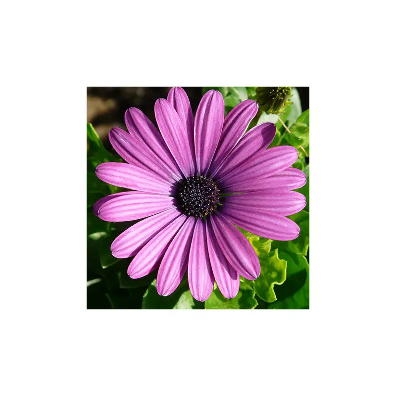 Gerbera- 5" Fancy