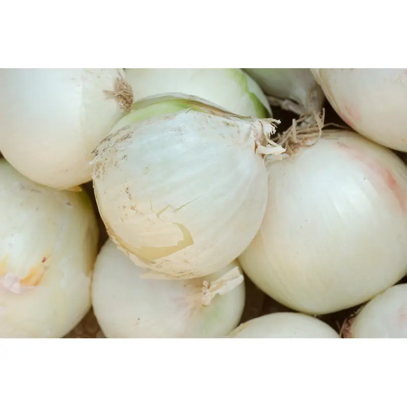 Kings Seeds Onion Paris Silverskin 500 Seeds