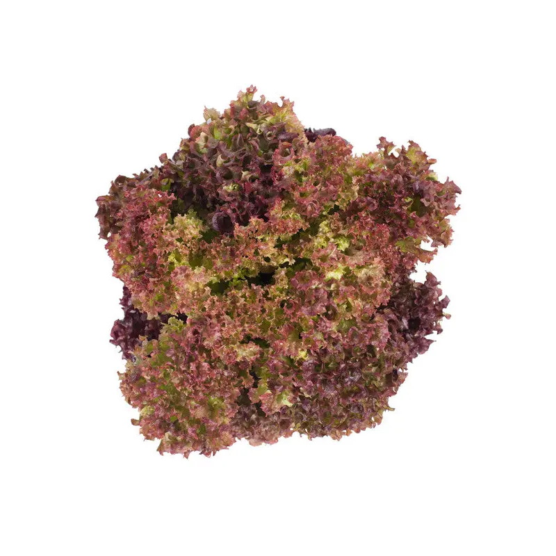 Lettuce Lollo Rosso Corentine RZ (86-79) Seeds