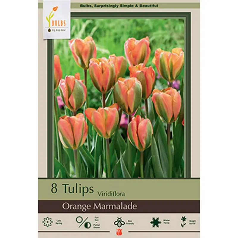 Netherland Bulb, Tulip, Orange Marmalade