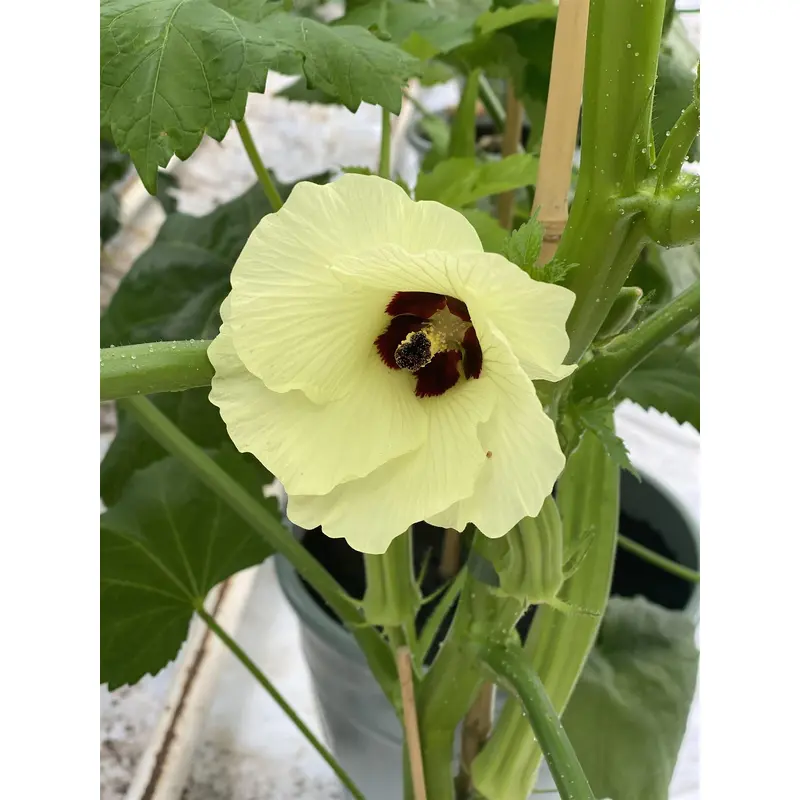 Okra Bhut Bhindi Seeds