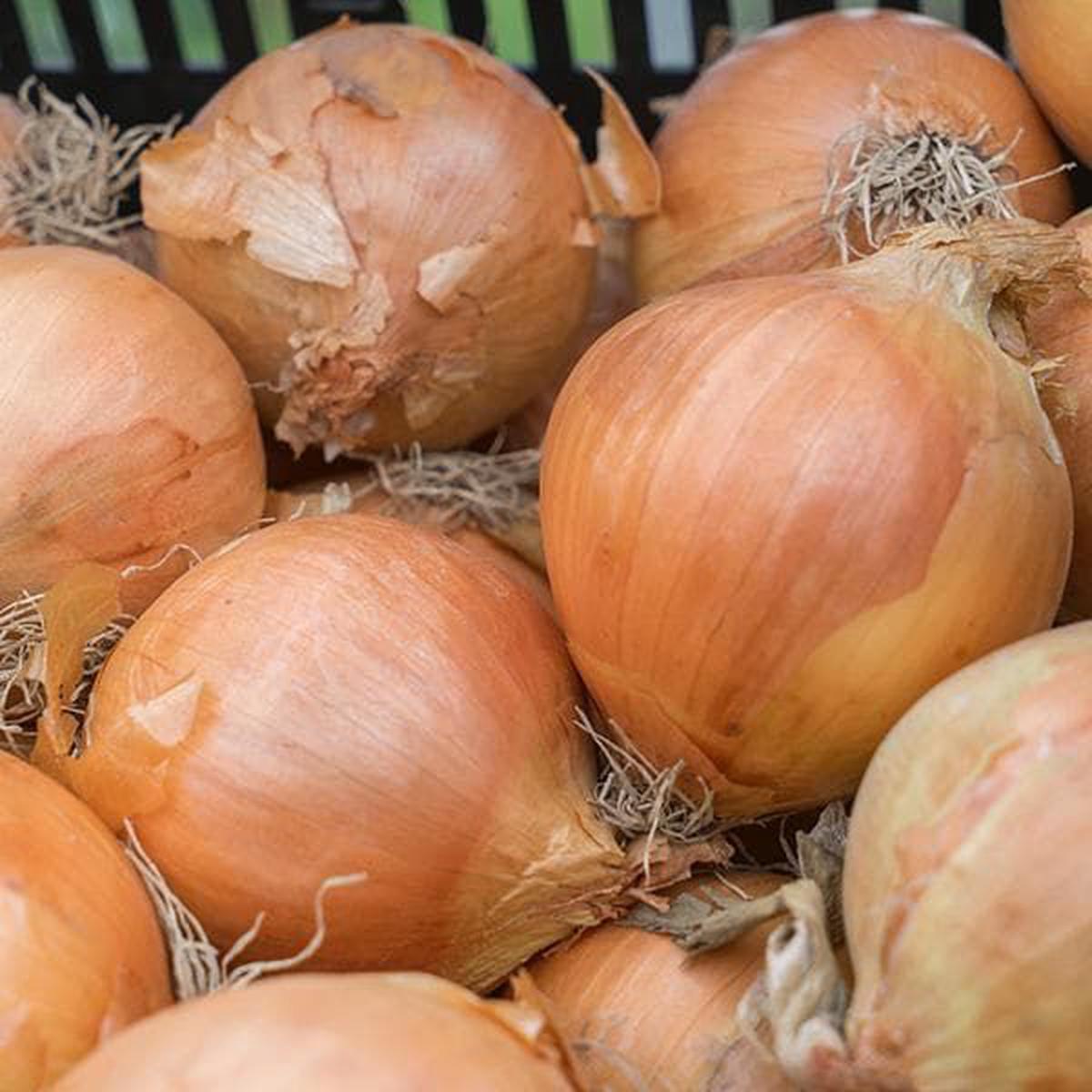 Onion Sets Rumba British Bred Storage Onion
