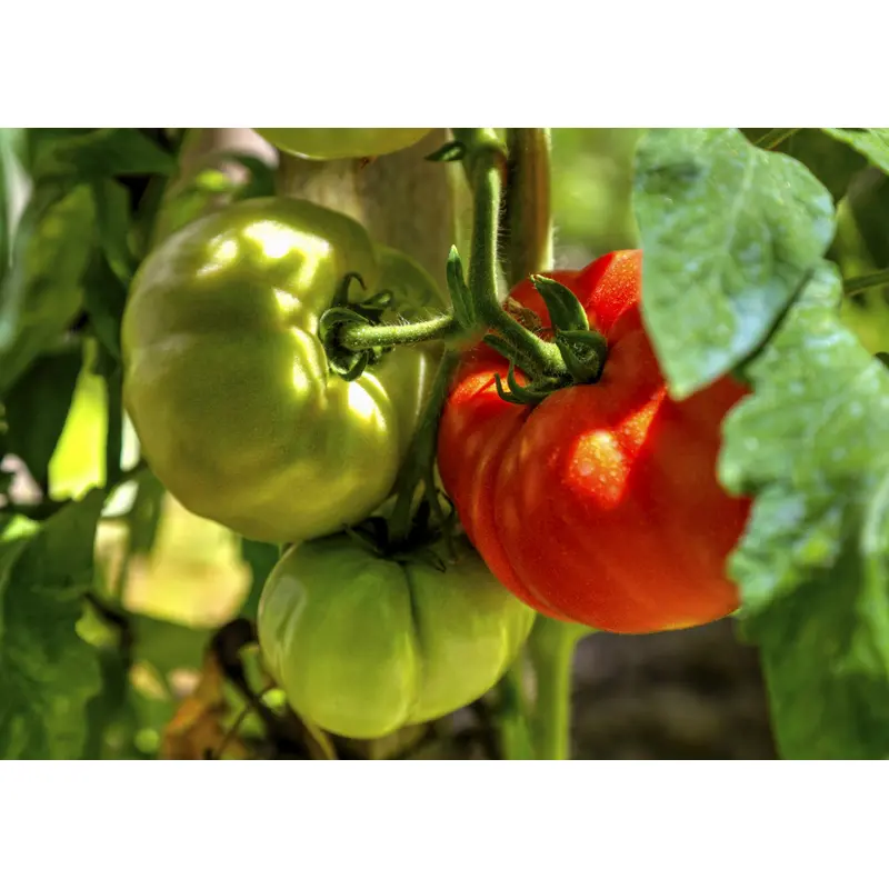 Organic Tomato St Pierre Seeds