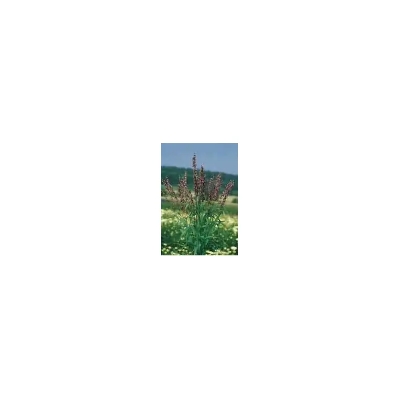 Ornamental Grass Red Spire Melica Seeds
