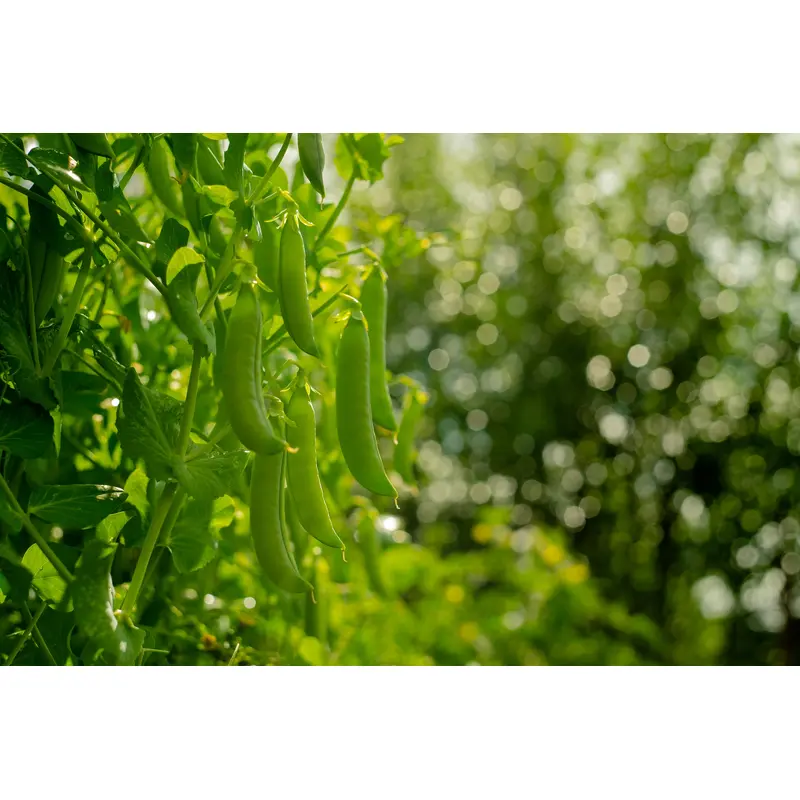 Pea Hurst Green Shaft Seeds