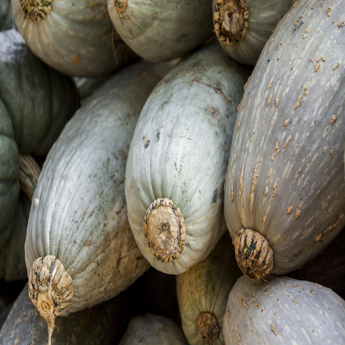 Pumpkin Blue Banana Seeds