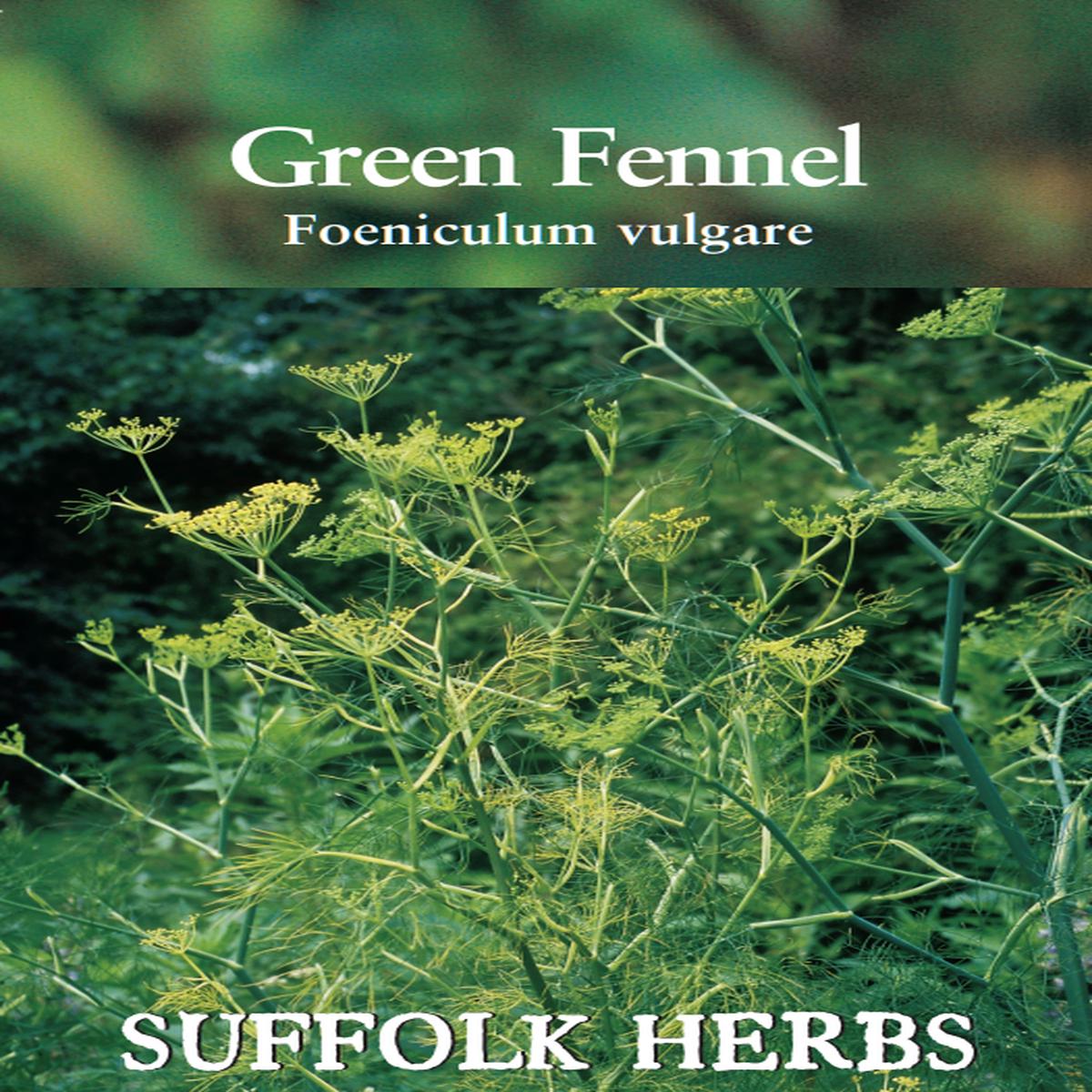 Suffolk Herbs Green Fennel 200 Seeds