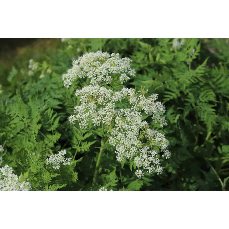 Suffolk Herbs Sweet Cicely 8 Seeds