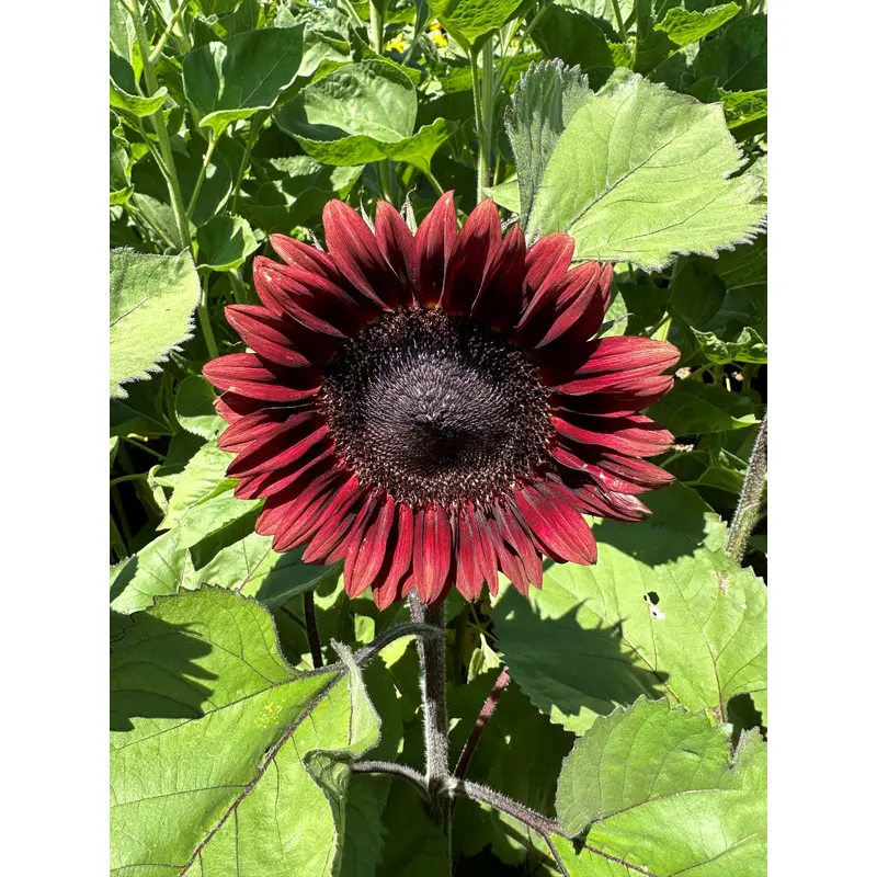 Sunflower Pro-Cut Red Seeds