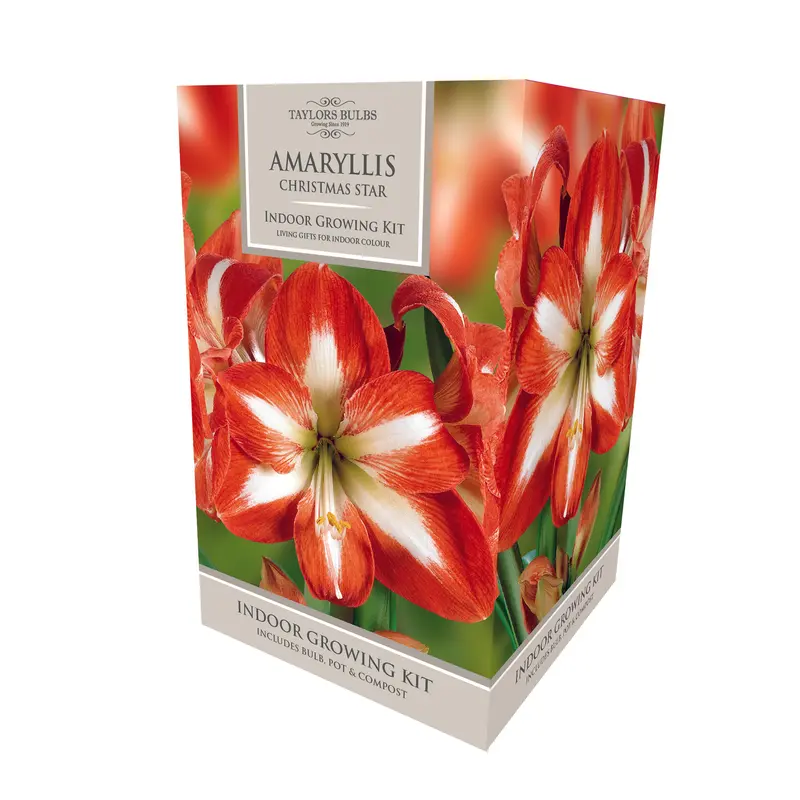 Taylors - Amaryllis Bulb Gift Pack - Christmas Star