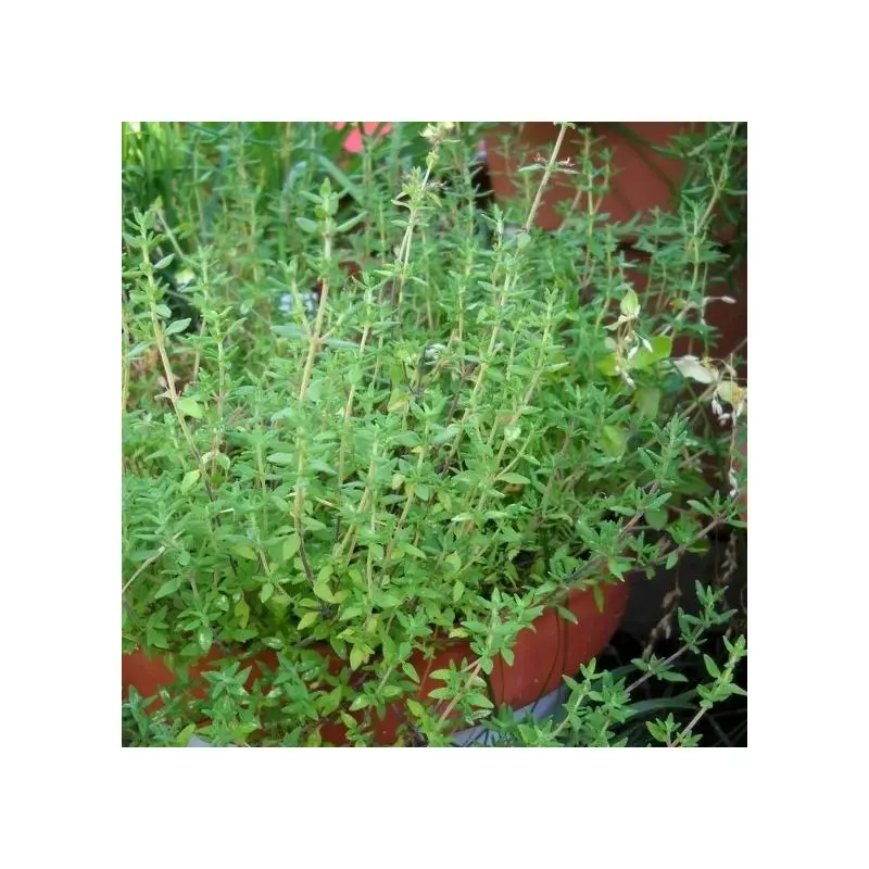 Thyme English- 4" Herbs - Chef Jeff's